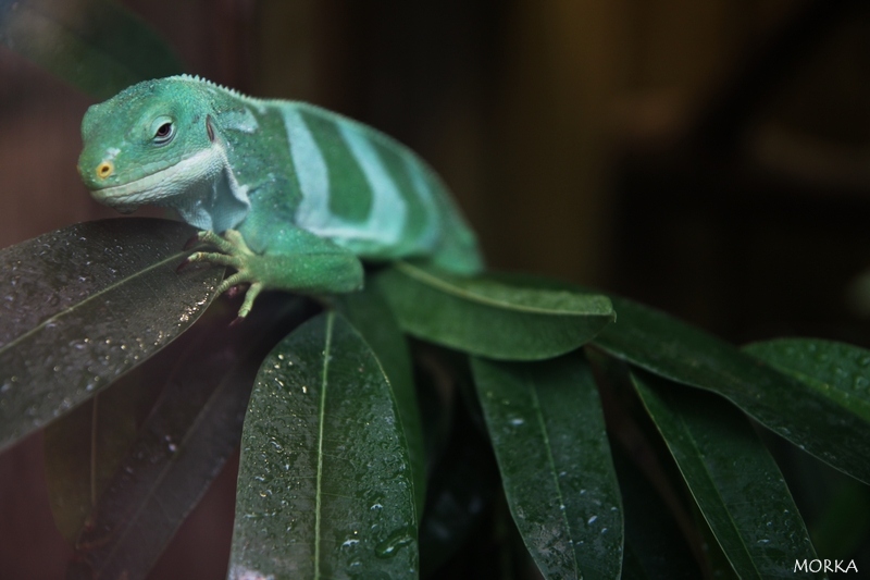 Iguane des Fidji