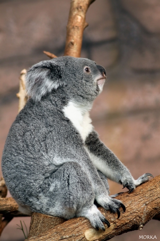 Koala