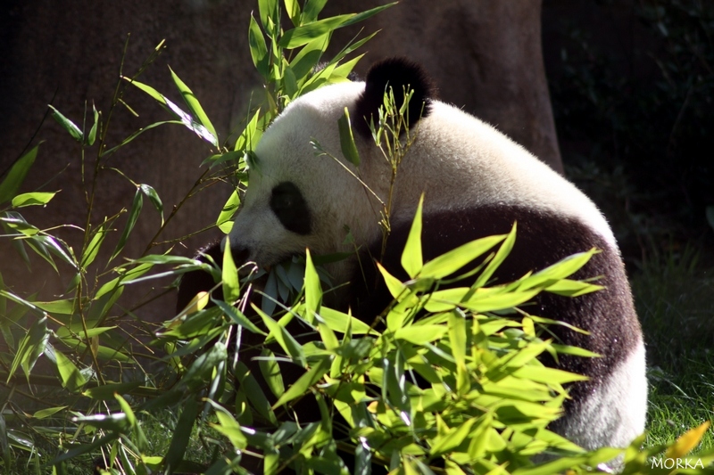 Panda géant