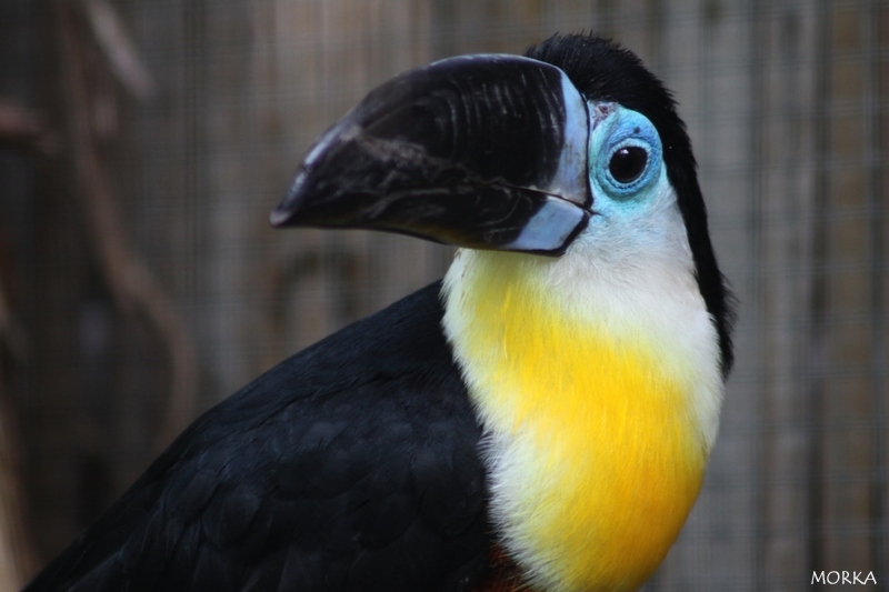 Toucan Vitellin