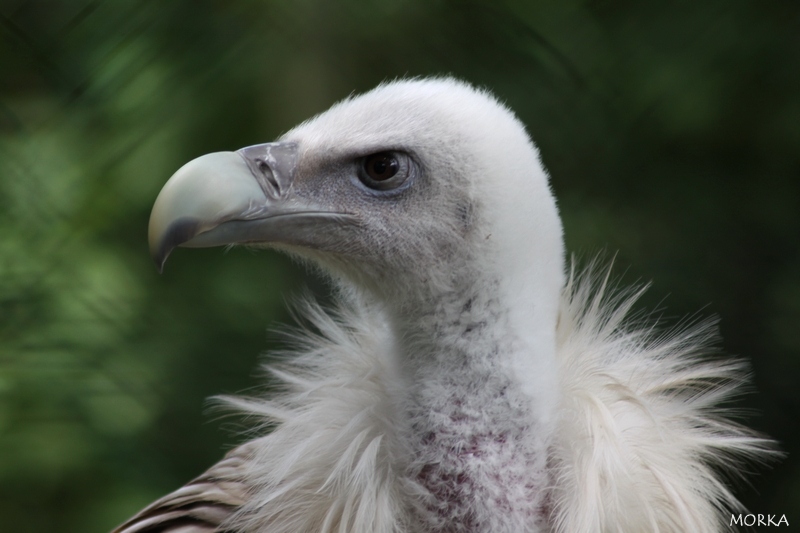 Vautour de l'Himalaya