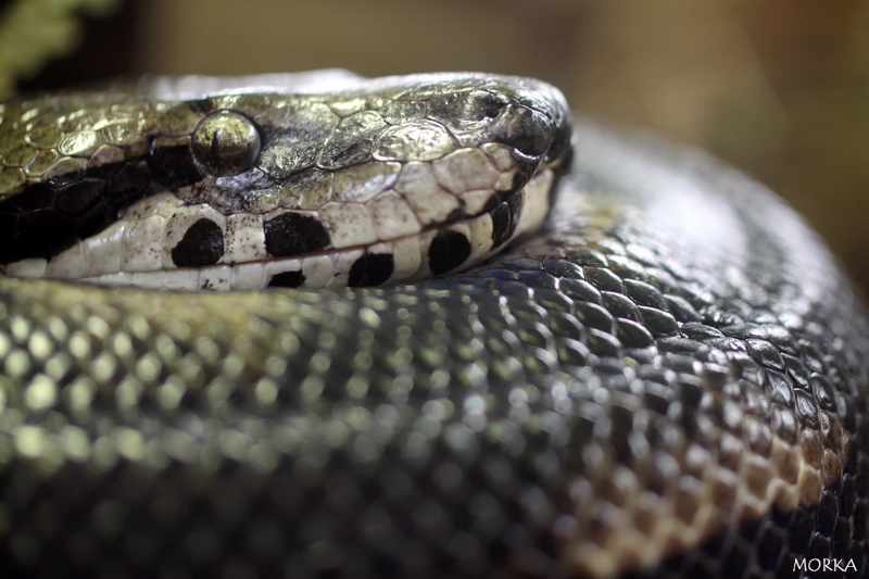 Boa de Madagascar, Ménagerie du Jardin des Plantes de Paris