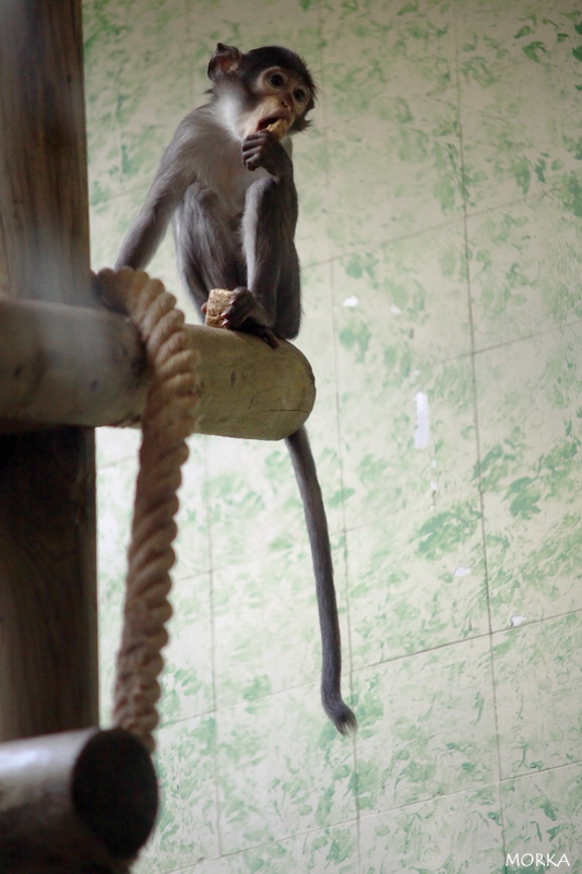 Mangabey couronné, Ménagerie du Jardin des Plantes de Paris