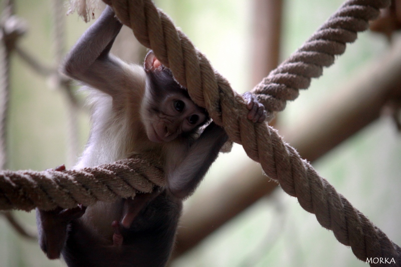 Mangabey couronné, Ménagerie du Jardin des Plantes de Paris