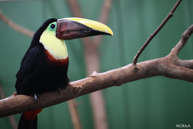 Toucan de Swainson, Ménagerie du Jardin des Plantes de Paris