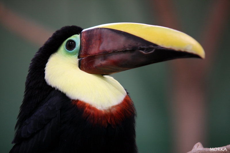 Toucan de Swainson, Ménagerie du Jardin des Plantes de Paris