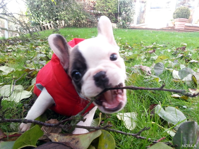 Hoxane, French bulldog (8 weeks)