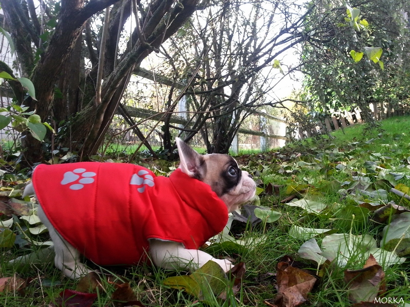 Hoxane, French bulldog (8 weeks)