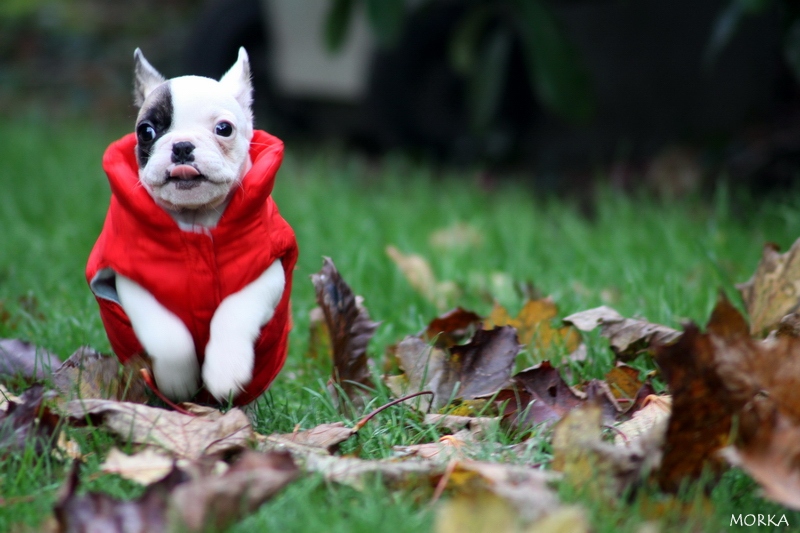 Hoxane, French bulldog (8 weeks)