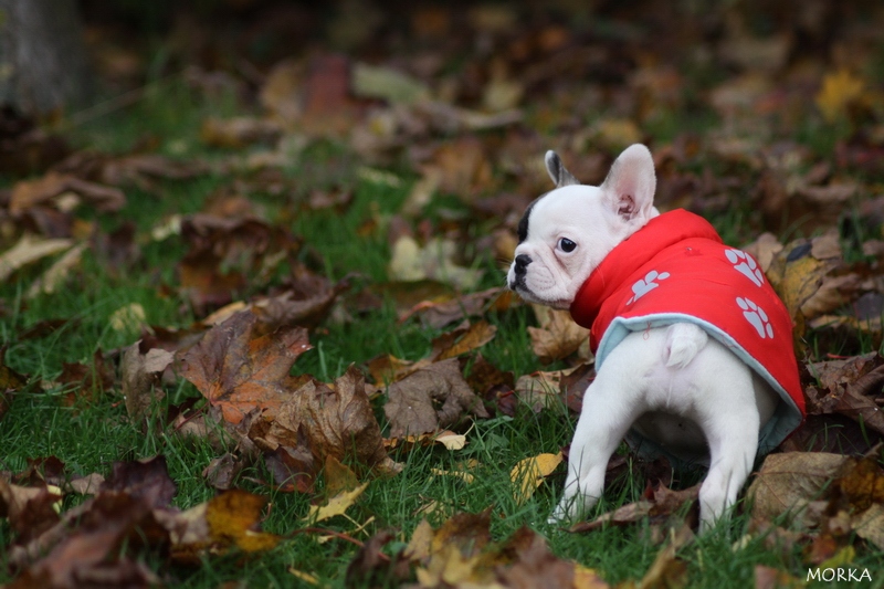 Hoxane, French bulldog (8 weeks)