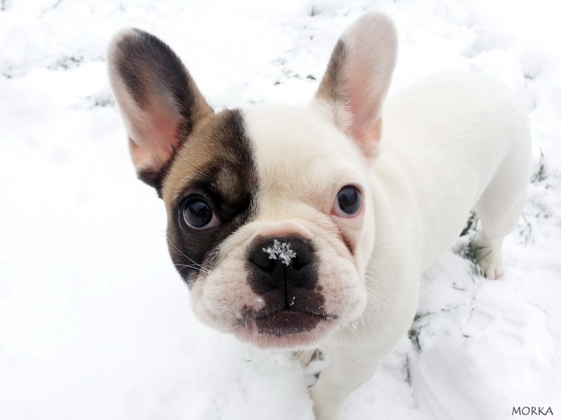 Hoxane sous la neige