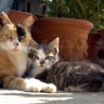 Chaton et sa maman en Ariège