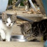 Chatons en Ariège