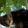 Chaton en Ariège