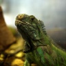 Lézard à collerette, Ménagerie du Jardin des Plantes de Paris