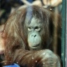 Orang outan, Ménagerie du Jardin des Plantes de Paris