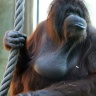 Orang outan, Ménagerie du Jardin des Plantes de Paris