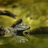 Petit reptile, Ménagerie du Jardin des Plantes de Paris