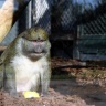 Singe, Ménagerie du Jardin des Plantes de Paris