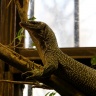 Varan des palétuviers, Ménagerie du Jardin des Plantes de Paris