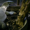 Varan des palétuviers, Ménagerie du Jardin des Plantes de Paris