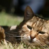 Chat à Capbreton