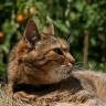 Chat à Capbreton