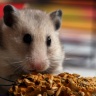 Punkie (Hamster)