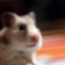 Punkie (Hamster)