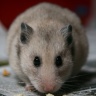 Punkie (Hamster)