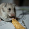 Punkie (Hamster)