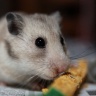 Punkie (Hamster)