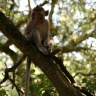 Pinède des singes, Labenne