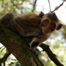 Pinède des singes, Labenne