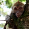 Pinède des singes, Labenne