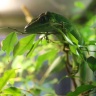 Anolis chevalier, Ménagerie du Jardin des Plantes de Paris