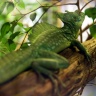 Basilic vert, Ménagerie du Jardin des Plantes de Paris