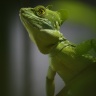 Basilic vert, Ménagerie du Jardin des Plantes de Paris