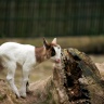 Biquette, Ménagerie du Jardin des Plantes de Paris