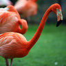 Flamant rose, Ménagerie du Jardin des Plantes de Paris