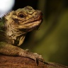 Lézard à collerette, Ménagerie du Jardin des Plantes de Paris