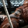 Orang outan, Ménagerie du Jardin des Plantes de Paris