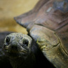 Tortue géante, Ménagerie du Jardin des Plantes de Paris