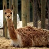 Vigogne, Ménagerie du Jardin des Plantes de Paris