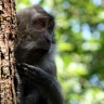 Pinède des Singes, Labenne