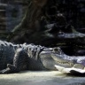 Alligator, Zoo de Beauval