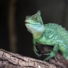 Basilic vert, Zoo de Beauval