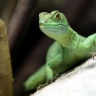 Basilic vert, Zoo de Beauval