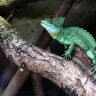 Basilic vert, Zoo de Beauval