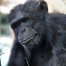 Chimpanzé, Zoo de Beauval